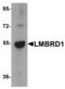Probable lysosomal cobalamin transporter antibody, LS-B5352, Lifespan Biosciences, Western Blot image 