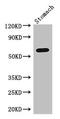 LAO antibody, CSB-PA850426LA01HU, Cusabio, Western Blot image 