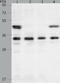 VEGF antibody, TA324021, Origene, Western Blot image 