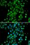 Ubiquitin Conjugating Enzyme E2 Z antibody, LS-C346400, Lifespan Biosciences, Immunofluorescence image 