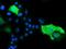 Bestrophin-3 antibody, MA5-25353, Invitrogen Antibodies, Immunocytochemistry image 