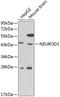 Neuronal Differentiation 1 antibody, 14-030, ProSci, Western Blot image 