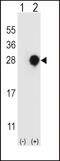 Regulator of G-protein signaling 4 antibody, 63-686, ProSci, Western Blot image 