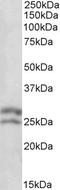 BCL2 antibody, LS-C20131, Lifespan Biosciences, Western Blot image 