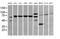DEF6 Guanine Nucleotide Exchange Factor antibody, MA5-26107, Invitrogen Antibodies, Western Blot image 