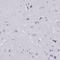 CCAAT Enhancer Binding Protein Epsilon antibody, HPA002928, Atlas Antibodies, Immunohistochemistry frozen image 