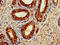 MAT antibody, CSB-PA001134LA01HU, Cusabio, Immunohistochemistry frozen image 