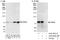 Poly(A)-Specific Ribonuclease antibody, A303-561A, Bethyl Labs, Western Blot image 
