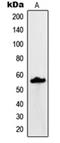 Mucin-13 antibody, orb215229, Biorbyt, Western Blot image 