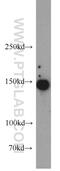 TATA Element Modulatory Factor 1 antibody, 22212-1-AP, Proteintech Group, Western Blot image 