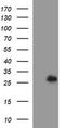 D-Aminoacyl-TRNA Deacylase 1 antibody, TA506880, Origene, Western Blot image 