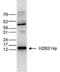 Histone H2B type 1 antibody, MA5-23518, Invitrogen Antibodies, Western Blot image 