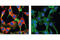 Ribosomal Protein S6 antibody, 3985S, Cell Signaling Technology, Immunofluorescence image 