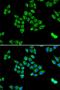 Pyruvate carboxylase, mitochondrial antibody, orb247352, Biorbyt, Immunofluorescence image 