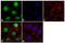 Secreted Phosphoprotein 1 antibody, 711215, Invitrogen Antibodies, Immunofluorescence image 