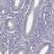Ubiquitin Like 4B antibody, NBP1-82054, Novus Biologicals, Immunohistochemistry paraffin image 