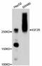 Insulin Like Growth Factor 2 Receptor antibody, abx125346, Abbexa, Western Blot image 