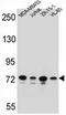 Protocadherin Beta 15 antibody, AP53210PU-N, Origene, Western Blot image 