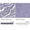 Cilia And Flagella Associated Protein 53 antibody, NBP2-62649, Novus Biologicals, Immunohistochemistry paraffin image 