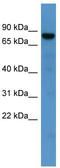 DnaJ homolog subfamily C member 2 antibody, TA342762, Origene, Western Blot image 