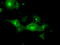 PKR2 antibody, LS-C115224, Lifespan Biosciences, Immunofluorescence image 
