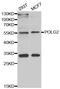 DNA Polymerase Gamma 2, Accessory Subunit antibody, STJ28778, St John
