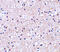 Immediate Early Response 3 antibody, 4247, ProSci, Immunohistochemistry paraffin image 