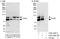 Cactin, Spliceosome C Complex Subunit antibody, A303-349A, Bethyl Labs, Immunoprecipitation image 