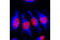 Vimentin antibody, 9856S, Cell Signaling Technology, Immunocytochemistry image 