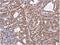 HAT antibody, NBP2-20668, Novus Biologicals, Immunohistochemistry paraffin image 