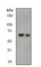 AMPK antibody, TA303654, Origene, Western Blot image 