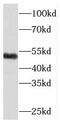 Regulator Of Chromosome Condensation 1 antibody, FNab07209, FineTest, Western Blot image 