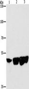 C-terminal-binding protein 2 antibody, TA351113, Origene, Western Blot image 