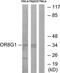 Olfactory Receptor Family 8 Subfamily G Member 1 (Gene/Pseudogene) antibody, TA315328, Origene, Western Blot image 