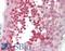 Y-Box Binding Protein 3 antibody, LS-B10359, Lifespan Biosciences, Immunohistochemistry frozen image 