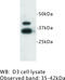 Zinc finger protein 42 homolog antibody, MBS355165, MyBioSource, Western Blot image 