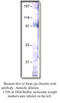 Stimulated by retinoic acid gene 6 protein antibody, MBS540120, MyBioSource, Western Blot image 