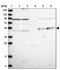 CUB Domain Containing Protein 2 antibody, PA5-56654, Invitrogen Antibodies, Western Blot image 
