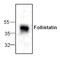 Follistatin antibody, TA319120, Origene, Western Blot image 