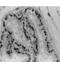 Estrogen Receptor 1 antibody, ALX-210-201-C050, Enzo Life Sciences, Immunohistochemistry paraffin image 