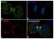 PRK1 antibody, 720396, Invitrogen Antibodies, Immunofluorescence image 
