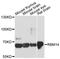 RNA Binding Motif Protein 14 antibody, LS-C748218, Lifespan Biosciences, Western Blot image 