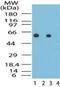 Heat Shock Protein Family D (Hsp60) Member 1 antibody, PA1-41662, Invitrogen Antibodies, Western Blot image 