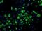Hydroxysteroid 17-Beta Dehydrogenase 10 antibody, GTX84346, GeneTex, Immunofluorescence image 
