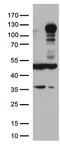 LEM Domain Containing 3 antibody, TA500795, Origene, Western Blot image 