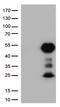 Fc-gamma-RIIa antibody, UM500050, Origene, Western Blot image 
