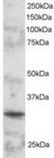 POU domain class 2-associating factor 1 antibody, TA302834, Origene, Western Blot image 