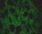 Dystrophin antibody, NB120-7164, Novus Biologicals, Immunohistochemistry paraffin image 