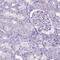 Microfibrillar-associated protein 2 antibody, PA5-52425, Invitrogen Antibodies, Immunohistochemistry frozen image 