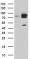 Golgi reassembly-stacking protein 1 antibody, CF501309, Origene, Western Blot image 